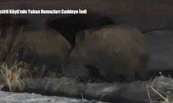 Yüksekova’da Yaban Domuzları Ana Caddeyi İşgal Etti: Vatandaşlar Cep Telefonuyla Kaydetti