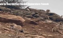 Elazığ Palu’da Dağ Keçileri Sürüsü Doğal Yaşamı Renklendirdi