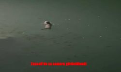 Munzur Nehri’nde nadir anlar