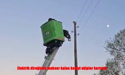 Bingöl’de elektrik direğinde mahsur kalan kedi kurtarıldı