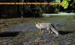 Kars’ta Sıcak Anlar: Vatandaş Aç Tilkiyi Bisküviyle Besledi, O Anları Kayda Aldı