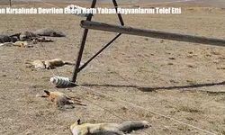 Van Kırsalında Devrilen Enerji Hattı Yaban Hayvanlarını Telef Etti