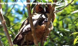 Özalp’te Nadir Görülen Kulaklı Orman Baykuşu Görüntülendi