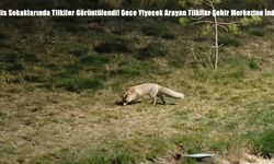 Bitlis Sokaklarında Tilkiler Görüntülendi! Gece Yiyecek Arayan Tilkiler Şehir Merkezine İndi