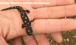 Van Bahçesaray’da Nadir Görülen Benekli Semender Gözlendi