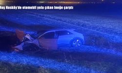 Muş Hasköy’de otomobil yola çıkan ineğe çarptı