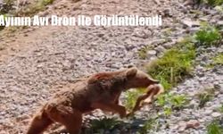 Ayının Avı Dron ile Görüntülendi