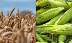 Arpa ve mısır ithalatında tarife kontenjanları 1 milyon ton olarak yeniden belirlendi