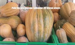 Palu'da ata tohumu kabaklar 35 kiloya ulaştı