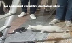 Kolon boşluğuna düşen 2 yavru kedi, itfaiye ekipleri tarafından kurtarıldı