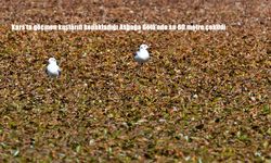 Kars'ta göçmen kuşların konakladığı Asboğa Gölü'nde su 60 metre çekildi