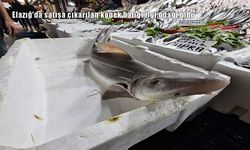 Elazığ'da satışa çıkarılan köpek balığı ilgi odağı oldu