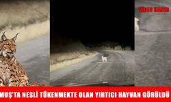 Muş’ta ormanların hayaleti vaşak kameralara yansıdı