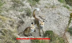 Erzincan'da Tilki ailesi havadan görüntülendi