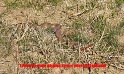 Tatvan Doğasında Sürpriz Karşılaşma: Nadir Kırmızı Yılan Kamerada