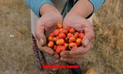 Tatvan’da Alıç Hasadı Başladı: Kuraklık Rekolteyi Düşürdü