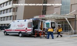 Erzincan’da Bağda Dehşet: Üzüm Toplarken Ayı Saldırdı!