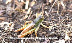 Bilim insanları yeni bir çekirge cinsi keşfetti