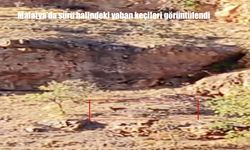 Malatya’da sürü halindeki yaban keçileri görüntülendi