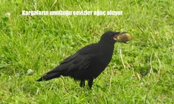 Kargaların unuttuğu cevizler ağaç oluyor