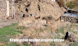Köyde yaban keçileri özgürce otluyor