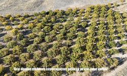 Zirai dondan etkilenen kayısı ağaçları gelecek yıl için umut veriyor