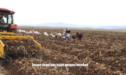Tercan Ovası’nda kışlık patates bereketi