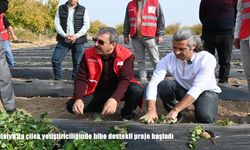 Malatya’da hibe destekli çilek yetiştiriciliği projesi başladı