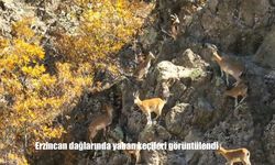 Erzincan dağlarında yaban keçileri görüntülendi