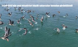 Erçek Gölü'nün yeni misafirleri küçük sakarcalar havadan görüntülendi