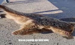 Aracın çarptığı ayı telef oldu