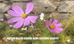 Ağrı'da kasım ayında açan çiçekler şaşırttı