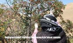 Dağların kırmızı hazinesi kuşburnu için hasat zamanı