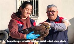 Tunceli'de yaralı halde bulunan kartal, tedavi altına alındı