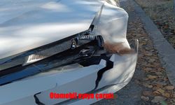 Yola Çıkan Boz Ayı Otomobile Çarptı