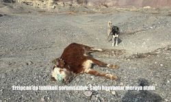 Erzincan’da tehlikeli sorumsuzluk: Şaplı hayvanlar meraya atıldı