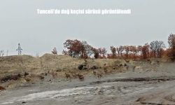 Tunceli’de yol kenarında dağ keçileri görüldü