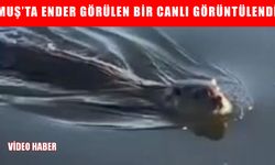 Muş Alparslan Barajı'nda su samuru görüldü