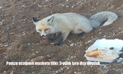 Pomza ocağının maskotu tilki: 3 yıllık sıra dışı dostluk