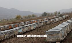 Elazığ arı kovanları incelendi