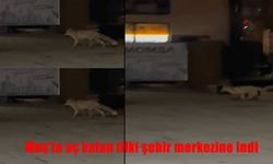 Aç Kalan Tilki Muş Çarşısında! Şehir Merkezinde Sürpriz Ziyaret