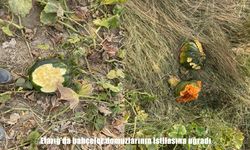 Elazığ’da bahçeler yaban domuzlarının istilasına uğradı