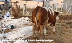 Elazığ’da Şap Hastalığı Yayılıyor: Üreticiler Hayvan Kayıplarıyla Mücadele Ediyor