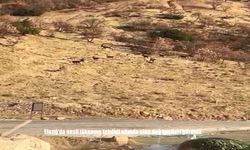 Elazığ'da nesli tükenme tehdidi altında olan dağ keçileri görüldü