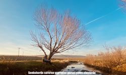 Ağrı’da sonbahar renkleri kartpostallık manzaralar oluşturdu