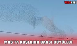 Muş’ta gökyüzünde görsel şölen: Kuş sürüsünün dansı büyüledi