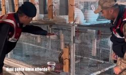 Van’da İzinsiz Beslenen Kızıl Şahin Koruma Altına Alındı