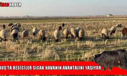 Muş’ta sıcak hava besicilerin yüzünü güldürdü: "Hem yemden hem de samandan kârdayız"