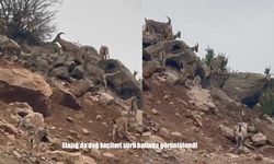 Elazığ’da dağ keçileri sürü halinde görüntülendi