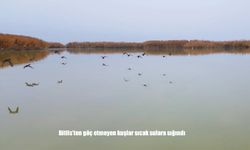 Bitlis’te sıcak sular kuşlara kışlık sığınak oldu